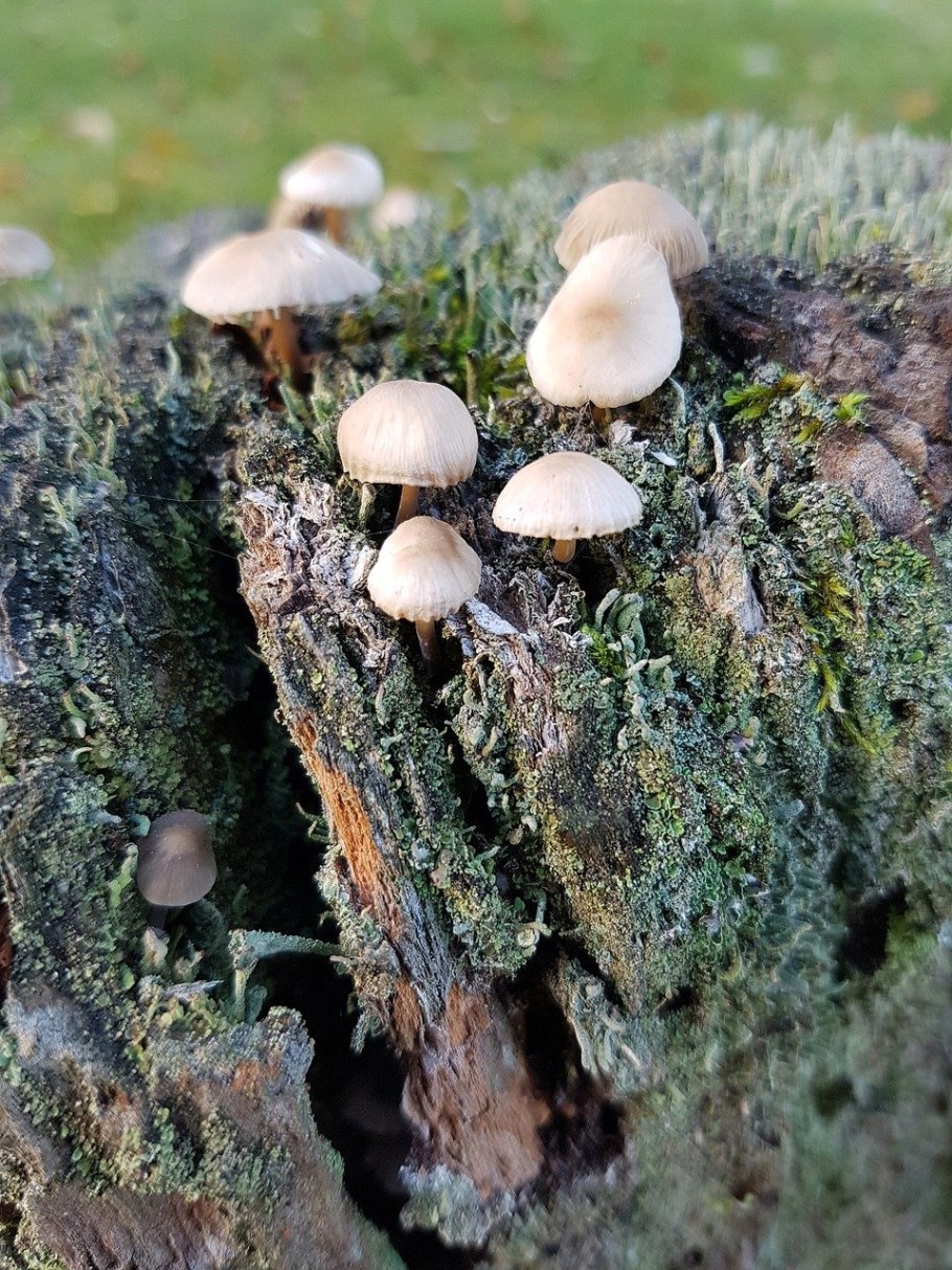 Грибы на пнях