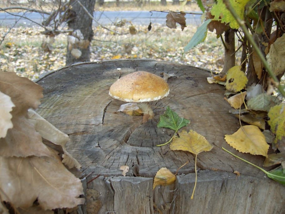 Грибы на тополиных пнях