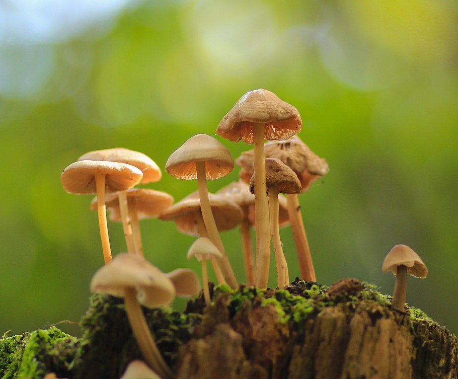 Грибы на пнях