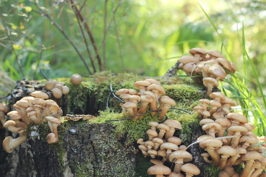 Опята Лесные пеньковые