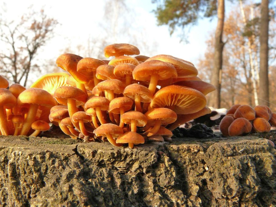 Опята пеньковые опята