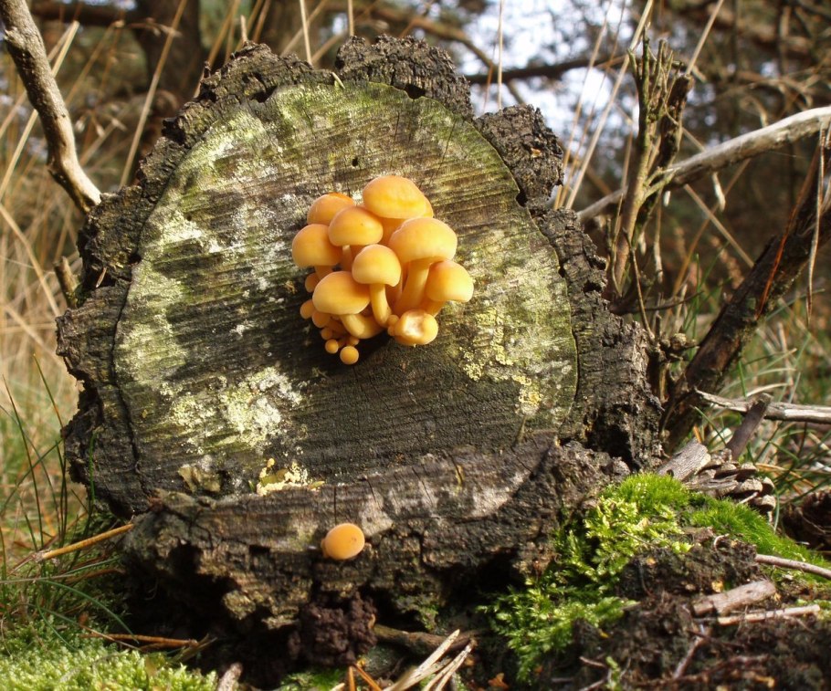 Поганки на пне