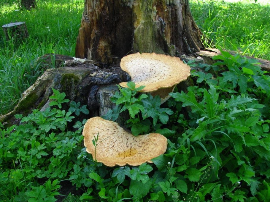 Гриб трутовик на пне