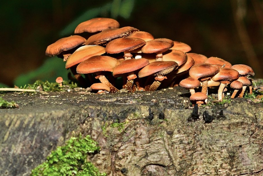 Съедобные грибы на пнях
