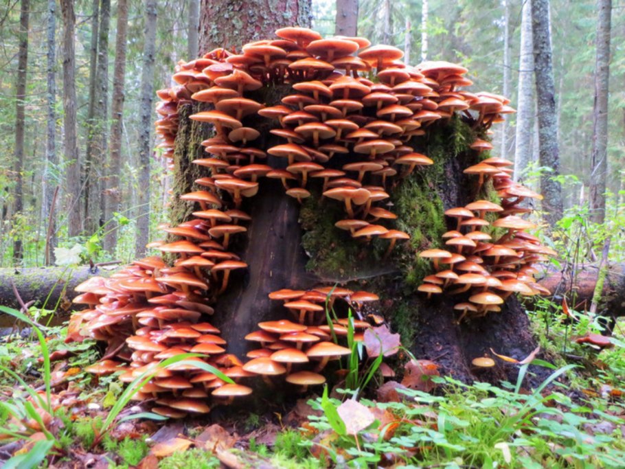 Опята Лесные пеньковые