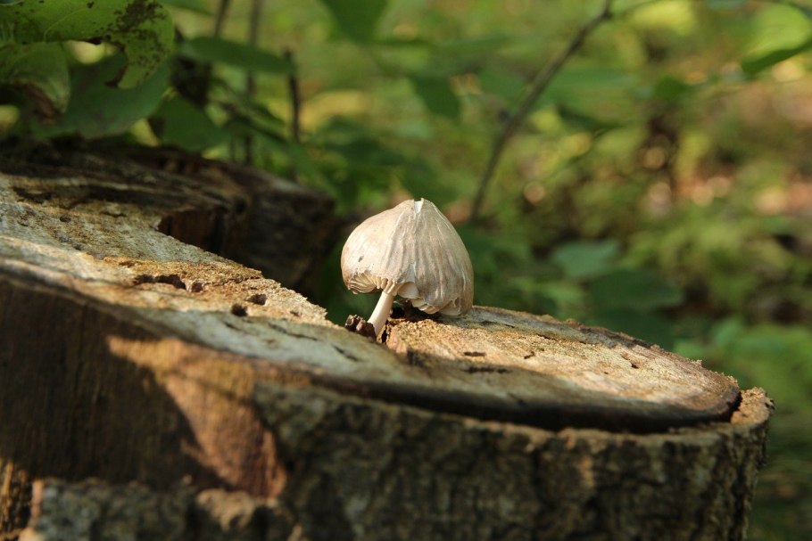 Росток из пня