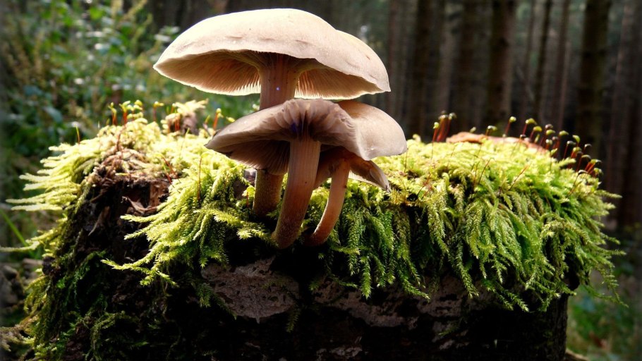 Красивые грибы