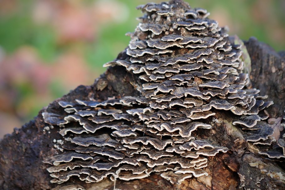 Грибы на пнях