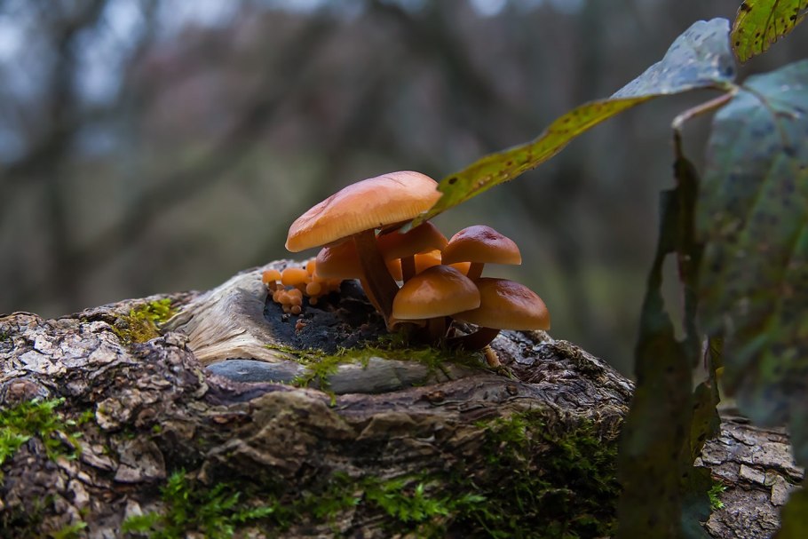 Грибы на пнях