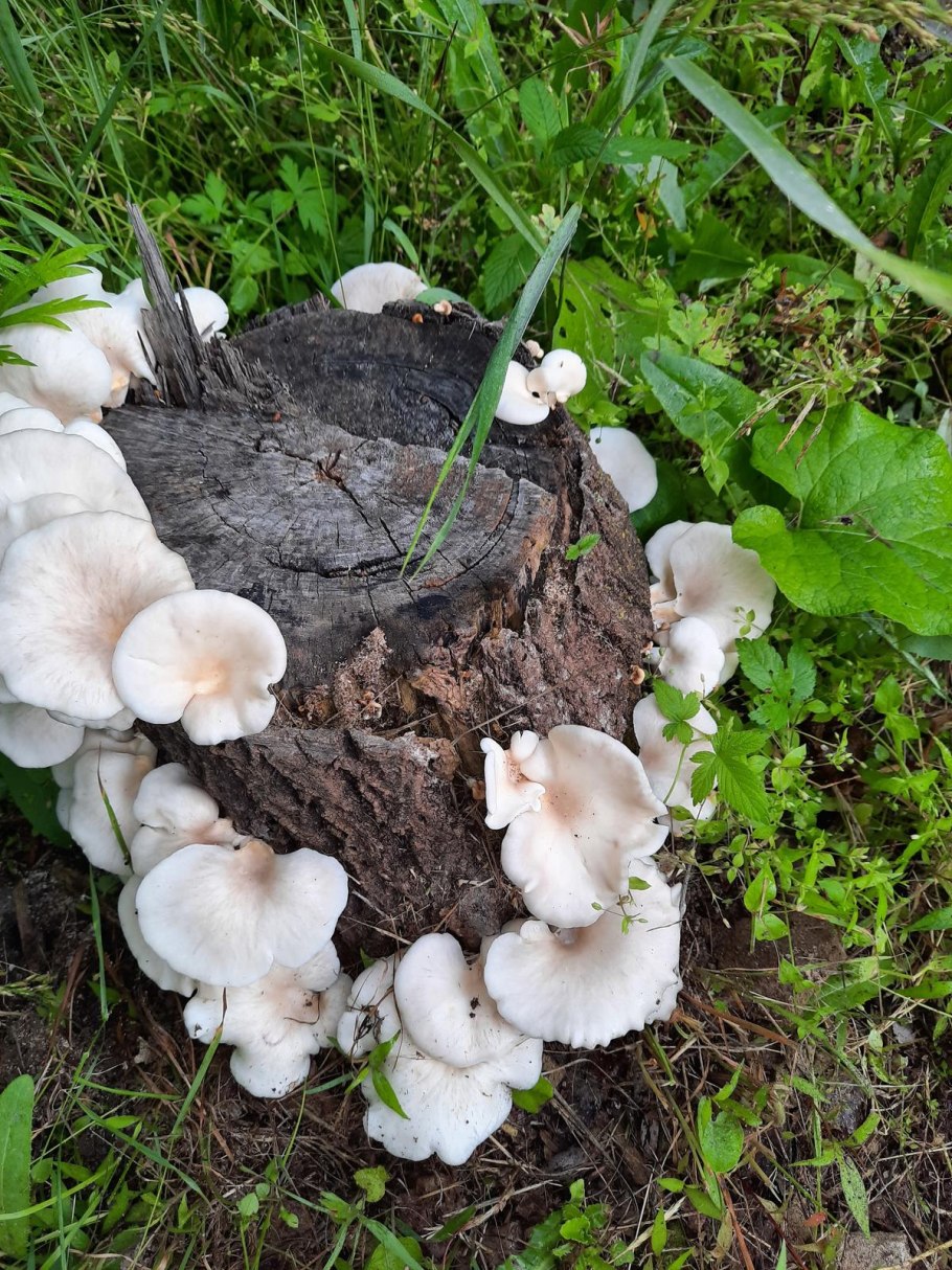 Грибы на пеньке