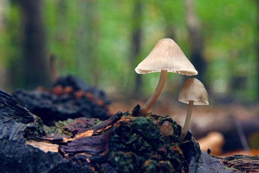 Грибы на пеньке