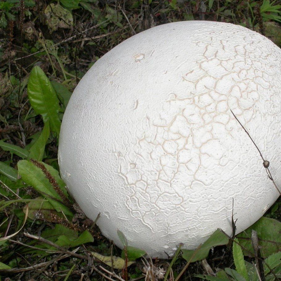 Гриб Calvatia gigantea