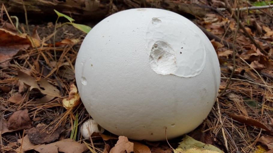 Гриб Calvatia gigantea