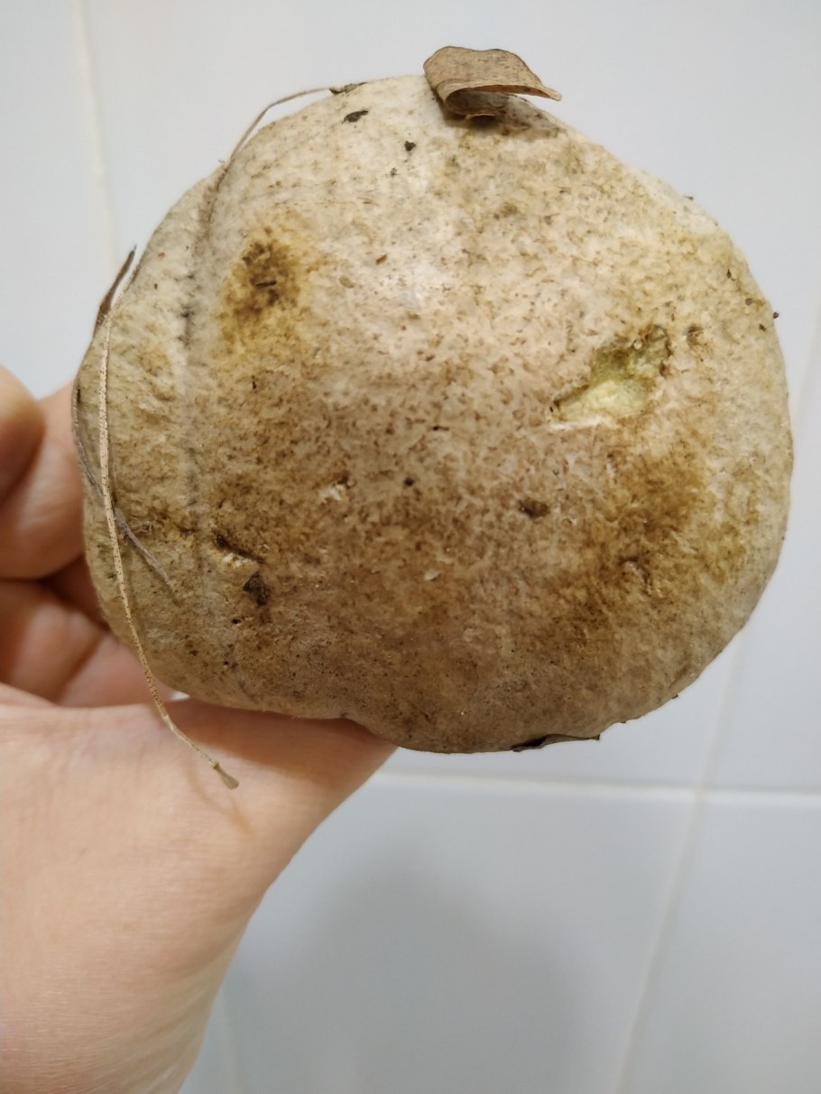 «Гриб дождевик» (Puffball