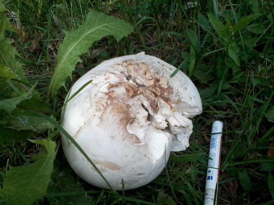 Гриб ГОЛОВАЧ