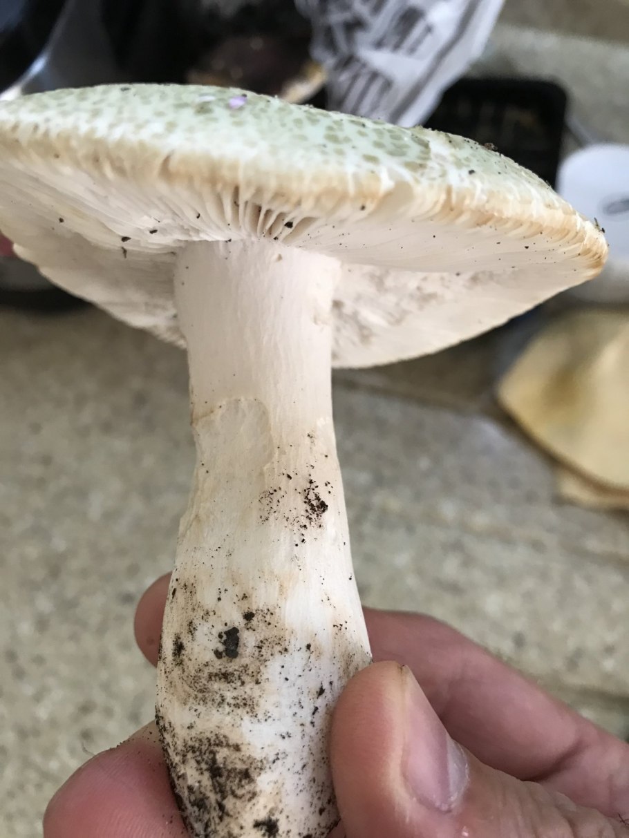 Сыроежка Чешуйчатая (Russula virescens)