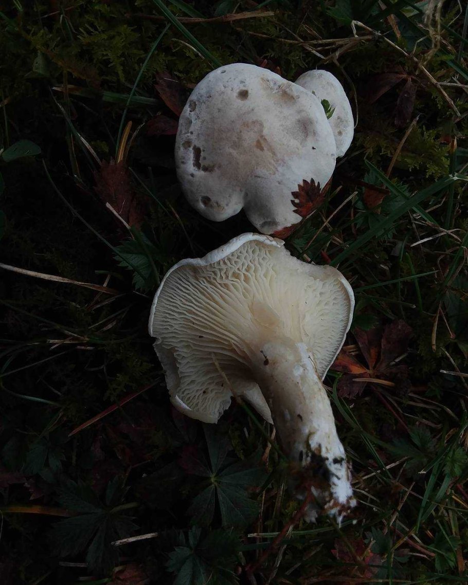 Говорушка ворончатая съедобная