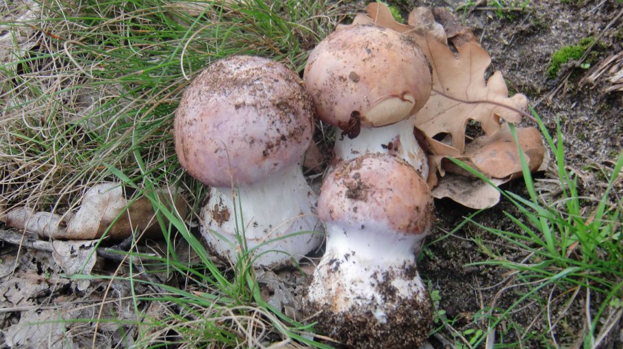 Паутинник голубовато-опоясанный Cortinarius balteatocumatilis