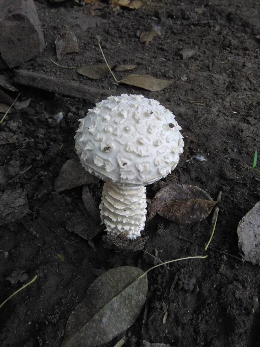 Мухомор Виттадини Amanita