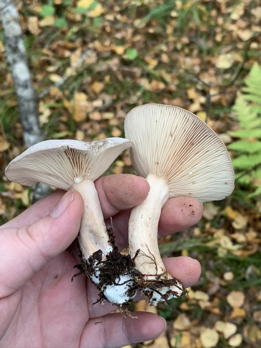 Гриб белого цвета с толстой ножкой