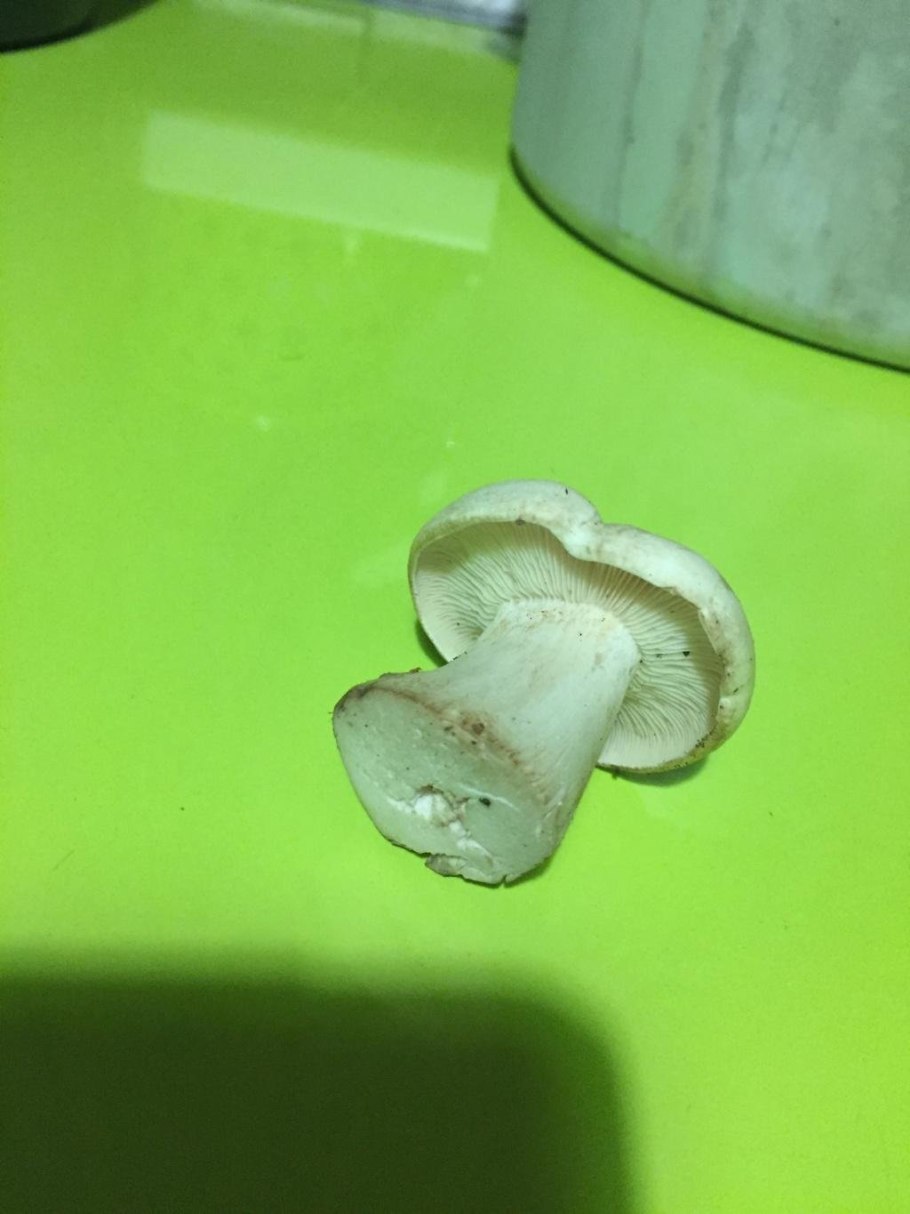 Белый гриб с толстой ножкой