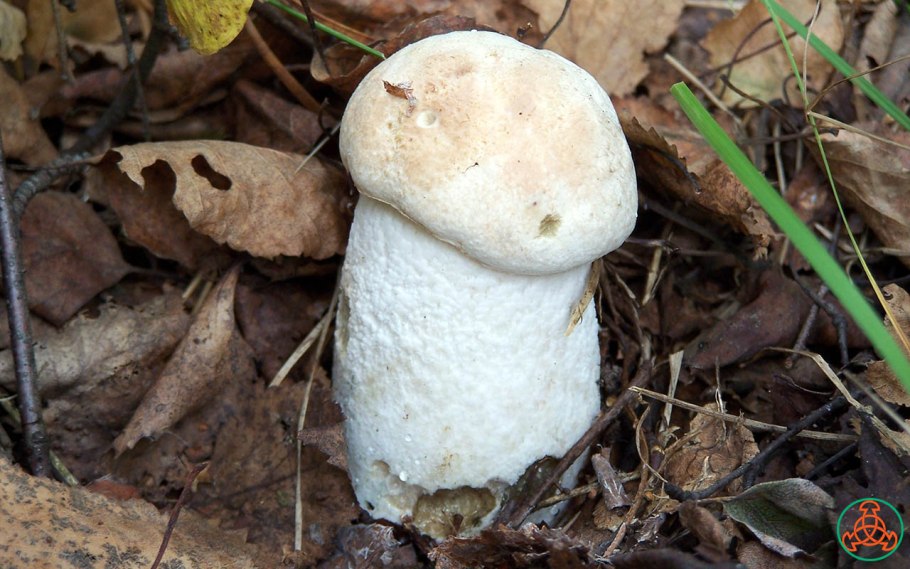 Осиновик белый Leccinum percandidum