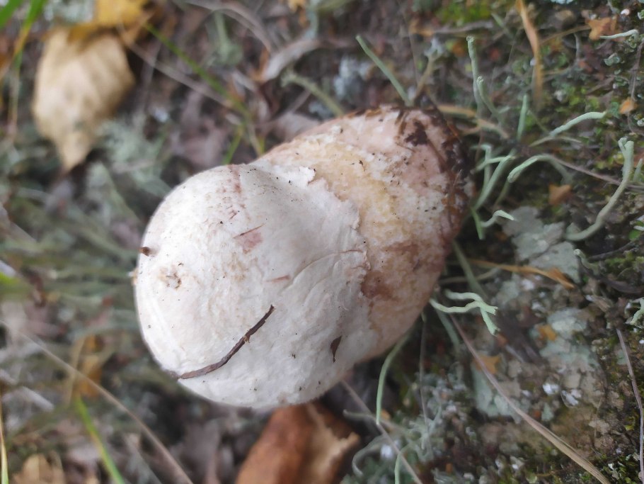 Подосиновик розовеет на срезе