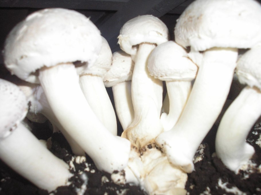 Шампиньоны длинные