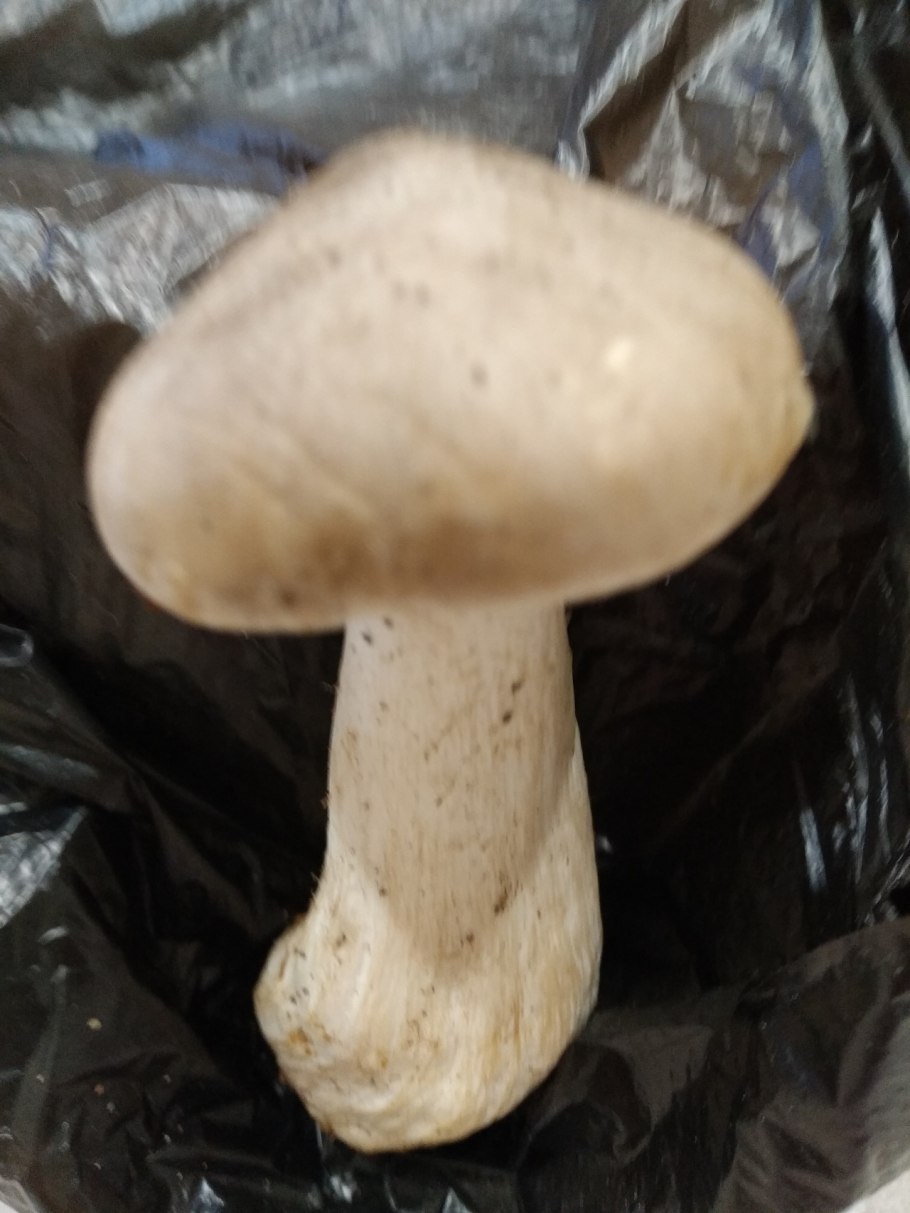 Гриб типа луговичка на толстой ножке