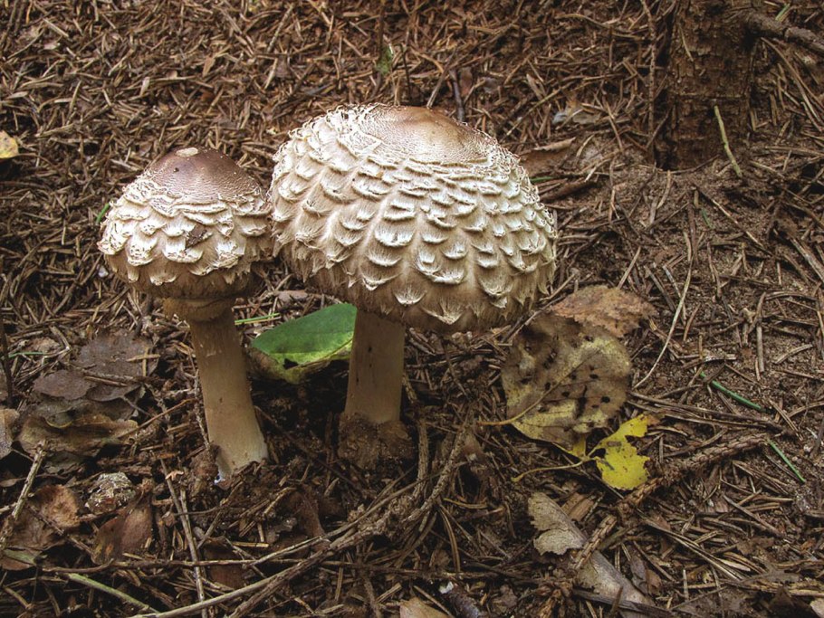 Гриб-зонтик Оливье Chlorophyllum Olivieri