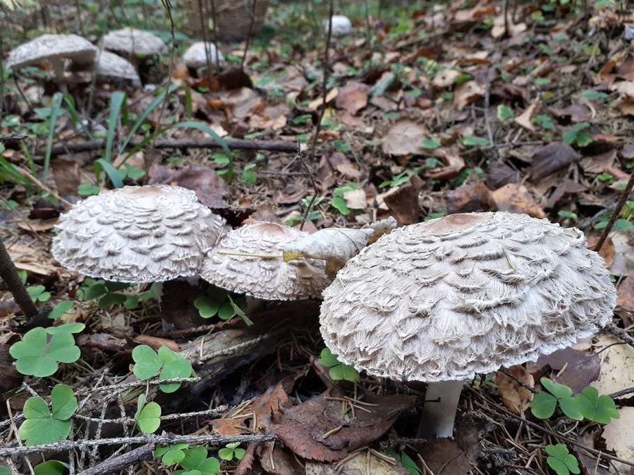 Гриб-зонтик Оливье Chlorophyllum Olivieri