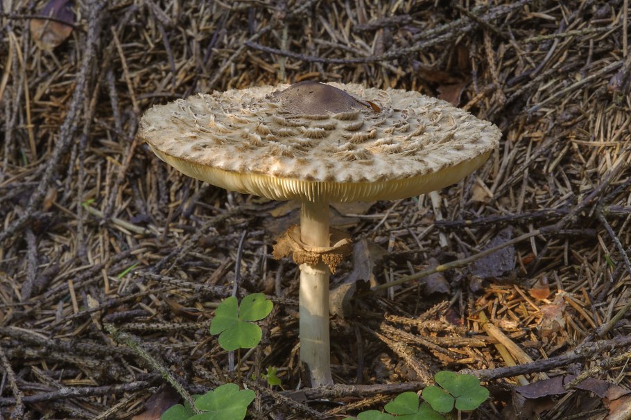 Гриб-зонтик Оливье Chlorophyllum Olivieri