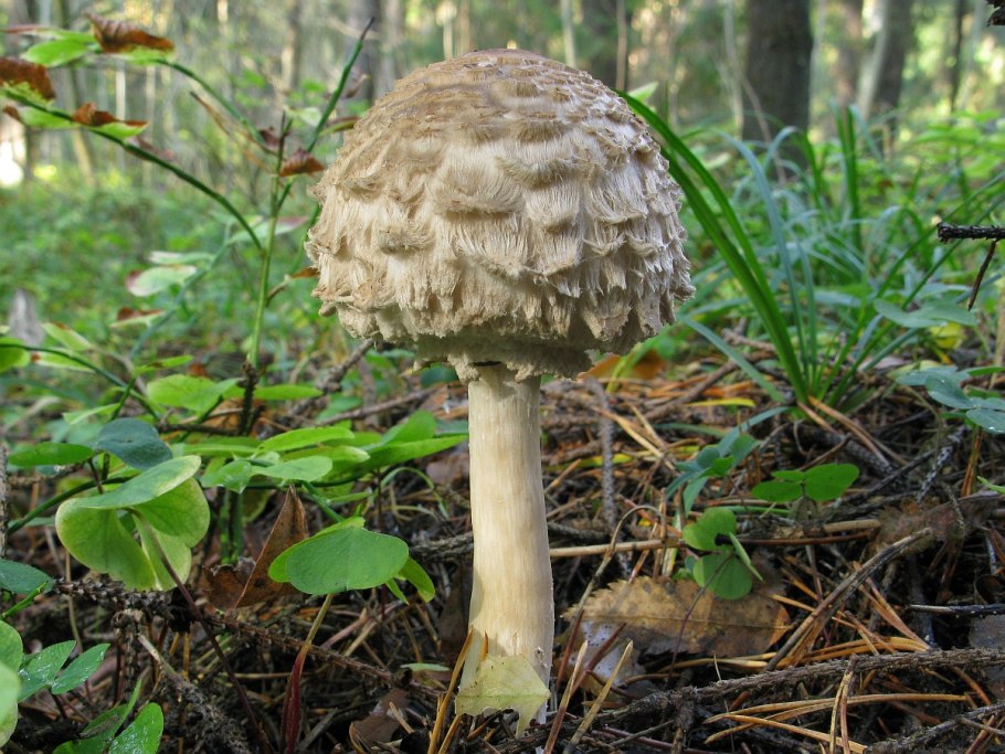 Гриб-зонтик Оливье Chlorophyllum Olivieri