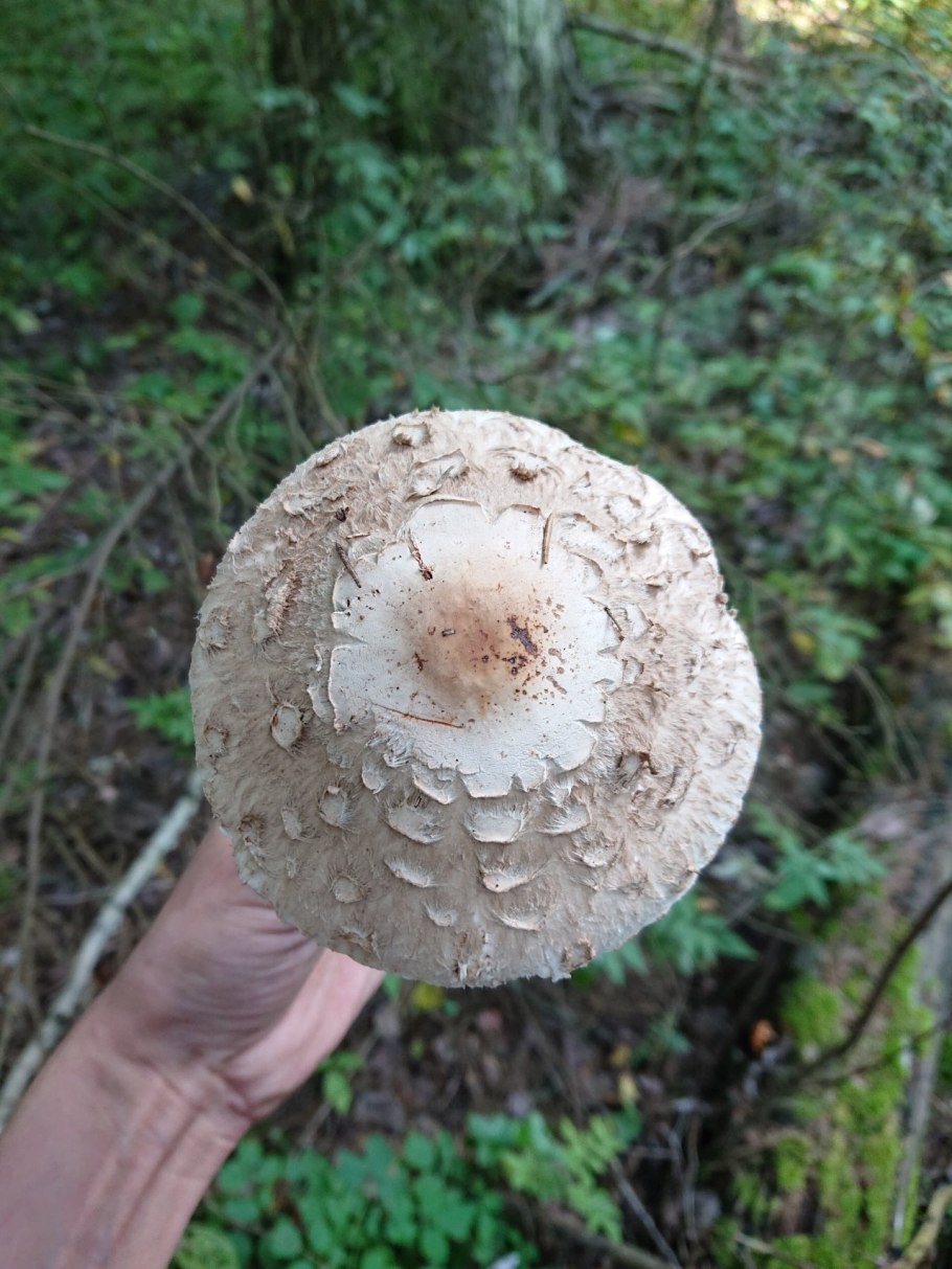 Гриб-зонтик краснеющий (Chlorophyllum rhacodes)