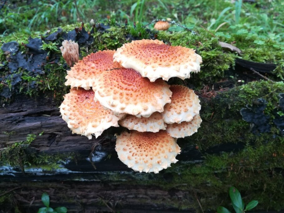 Трутовик Лисий