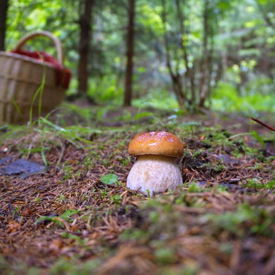 Необычные грибы средней полосы России