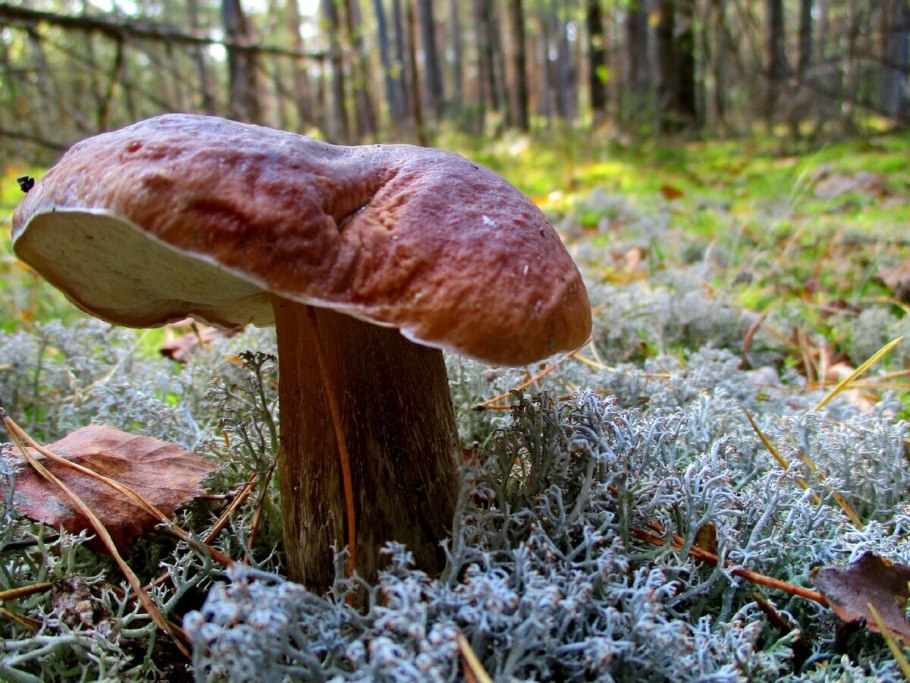 Грибы Курганской области моховик,Боровик