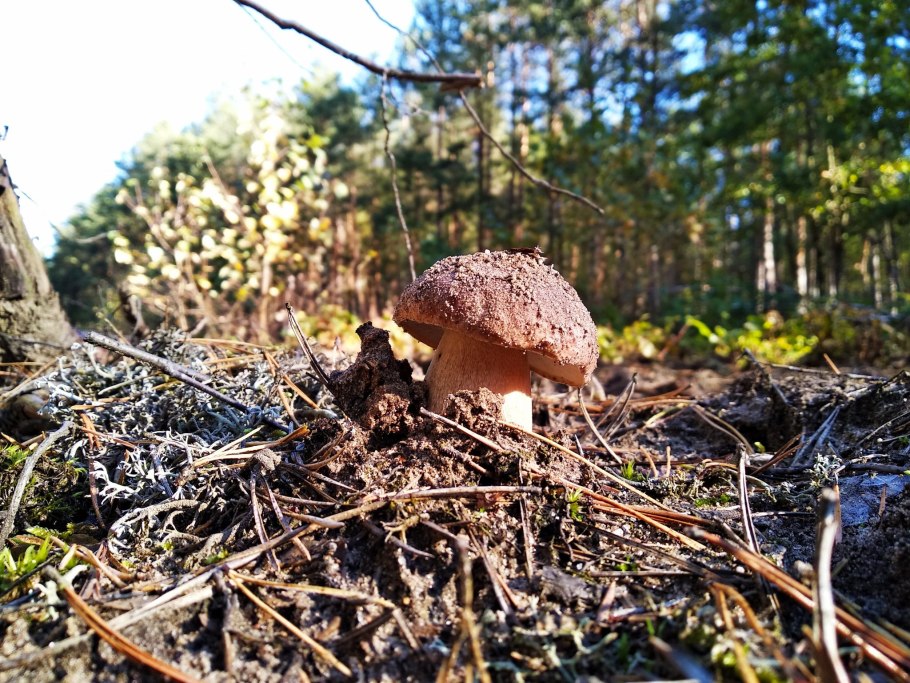 Съедобные грибы в Германии
