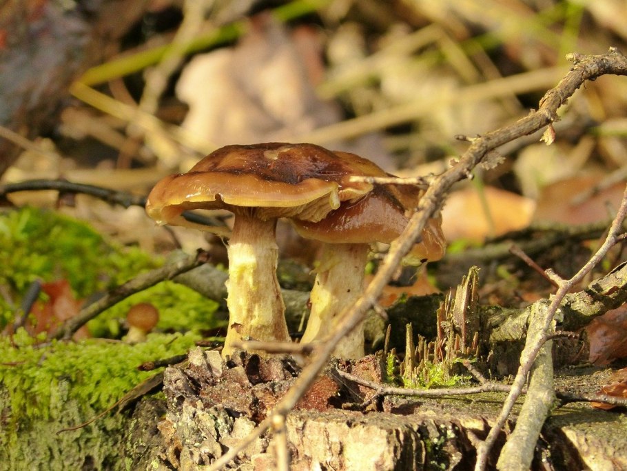 Грибникам на заметку