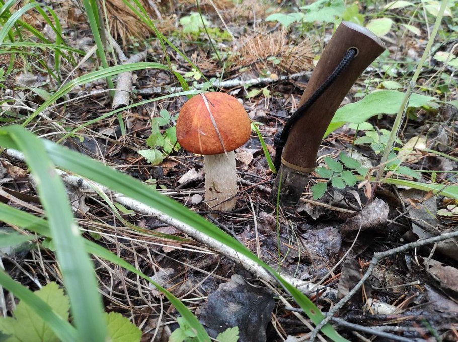 Степная Лисичка гриб