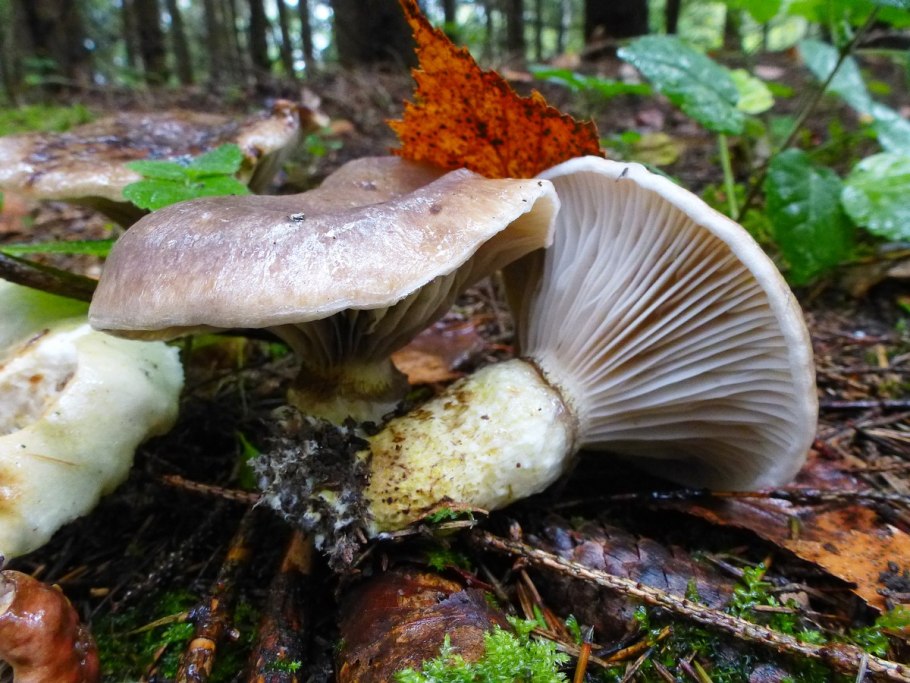 Gomphidius glutinosus