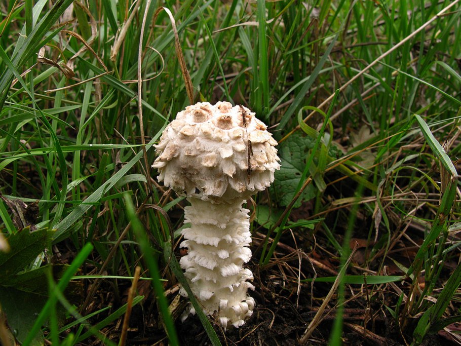 Грибы в лесу опята