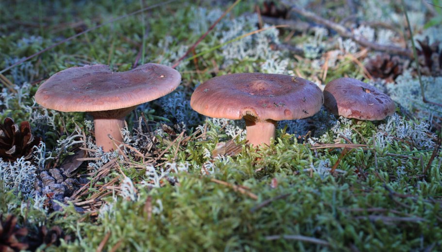 Мухомор серо-розовый Amanita rubescens