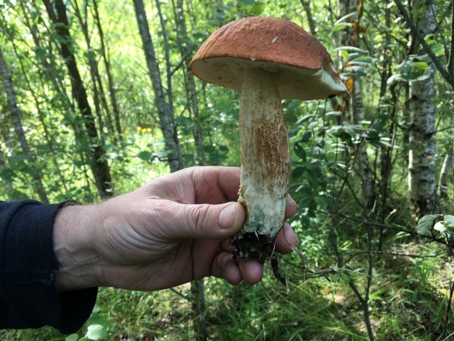 Карелия боры грибы