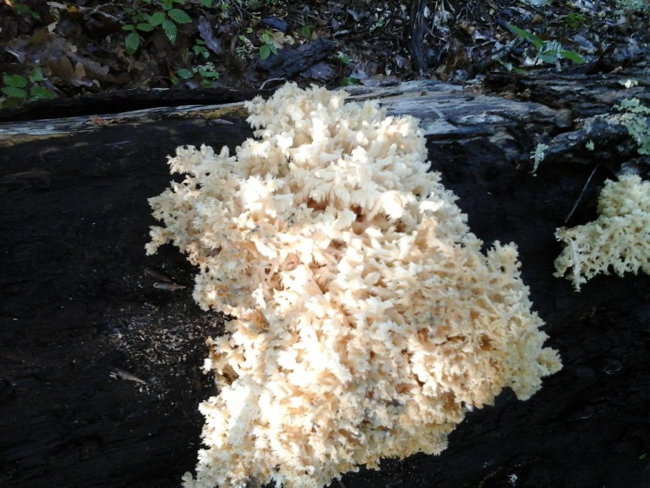 Съедобные грибы Северного Кавказа