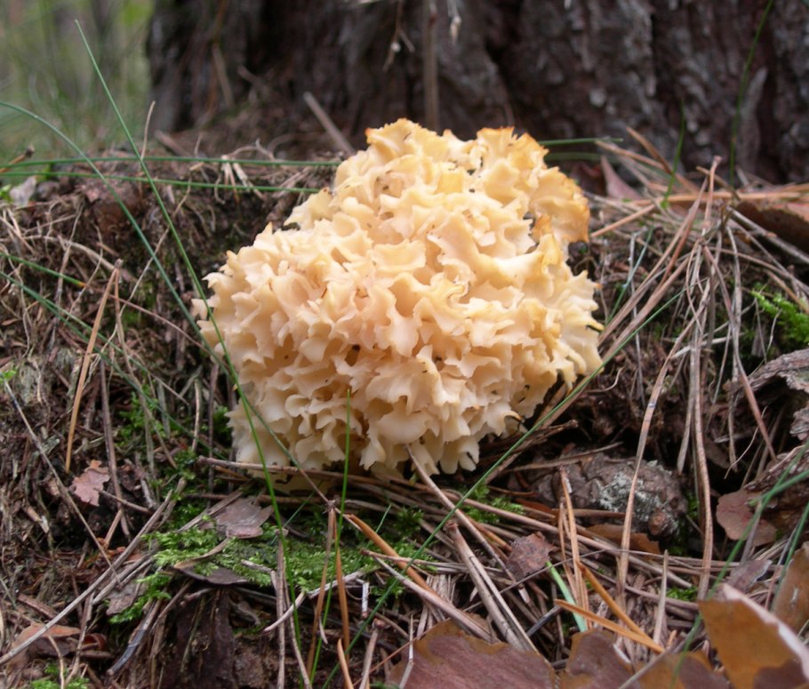 Курица с грибами