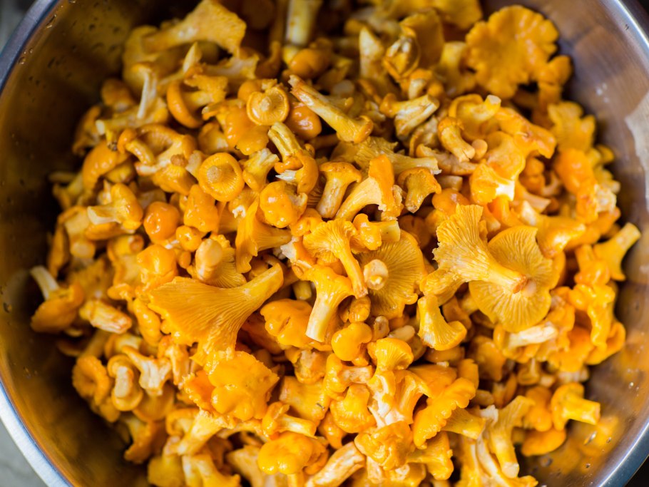 Армиллярия (Armillaria ostoyae)