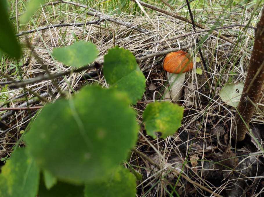 Галлюциногенные грибы мухомор