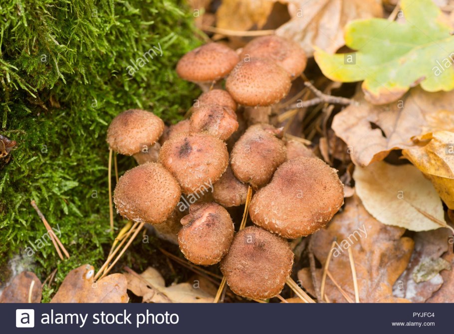 Опёнок тёмный Малур