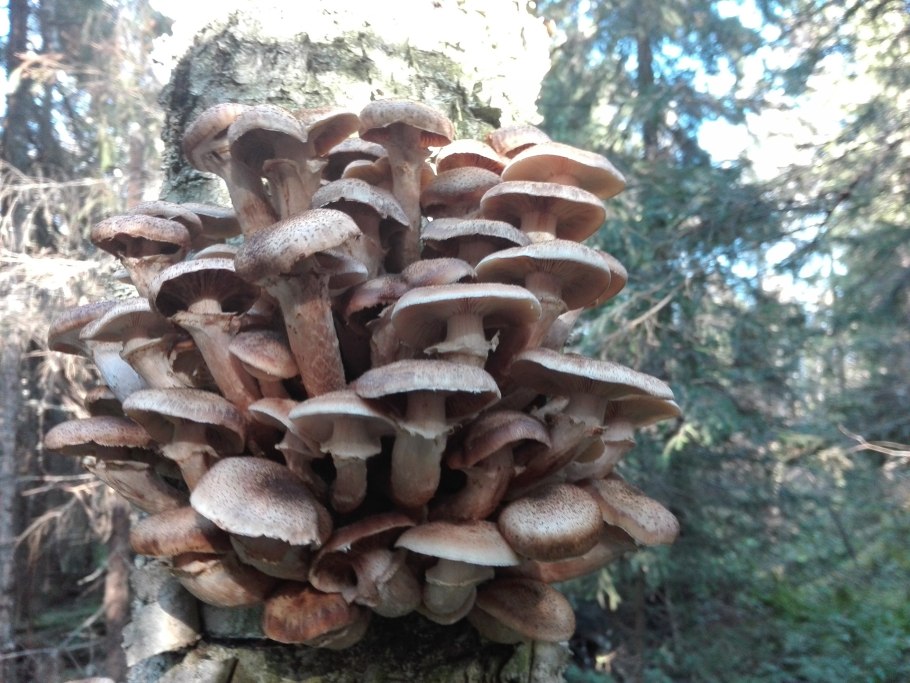 Опята осенние дубовые